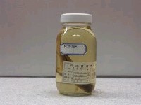藏品(高身鯽)的圖片